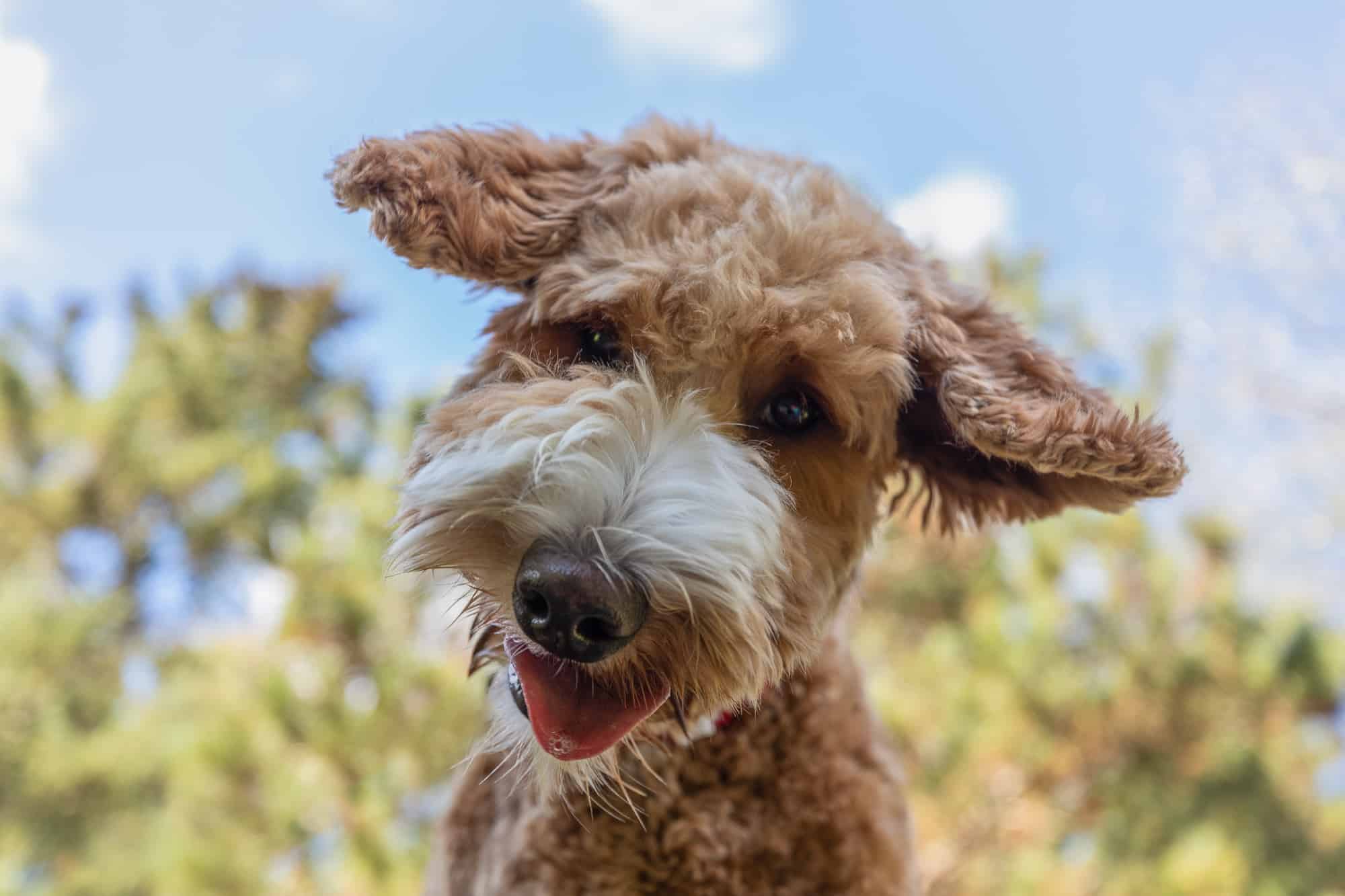 Goldendoodle on a sunny day at Shadow Dog Photography