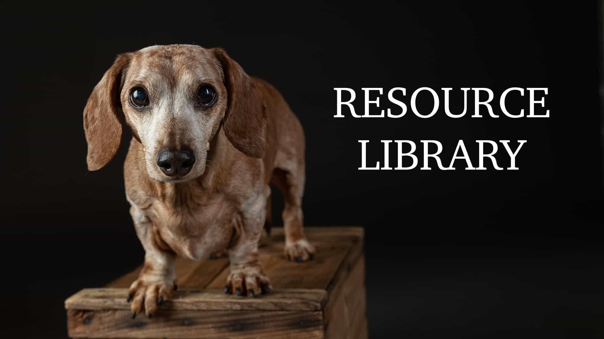 Dachshund Shadow Dog Photography-1