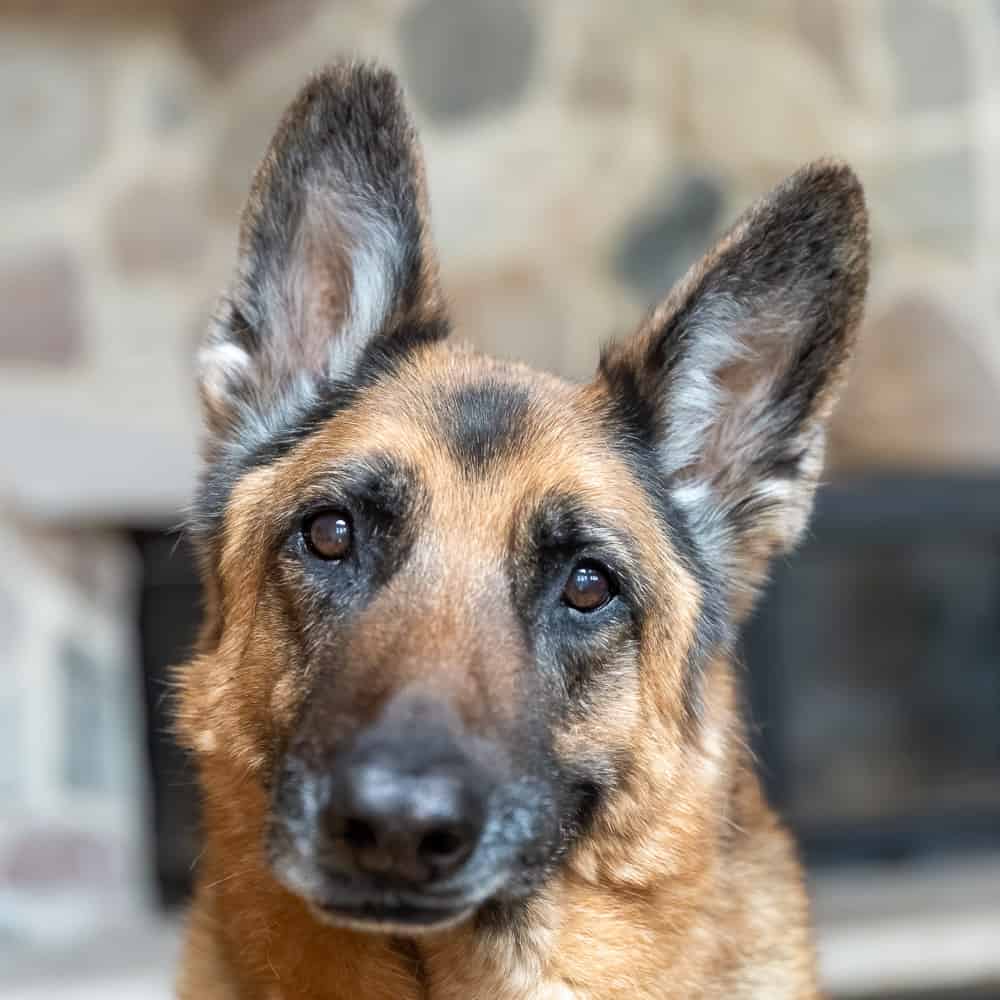 Senior German Shepherd Shadow Dog Photography