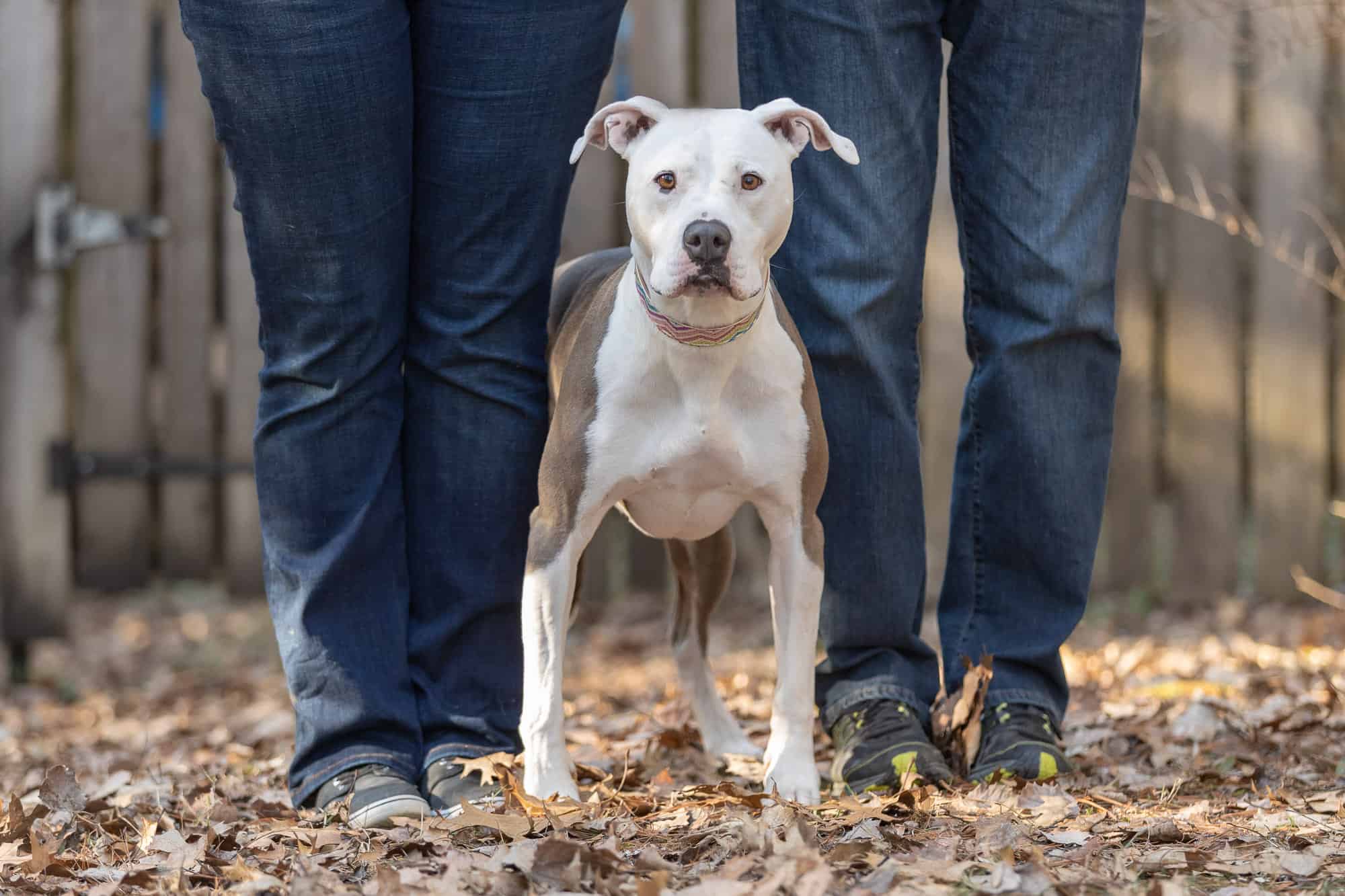Adopted Pitbull Shadow Dog Photography