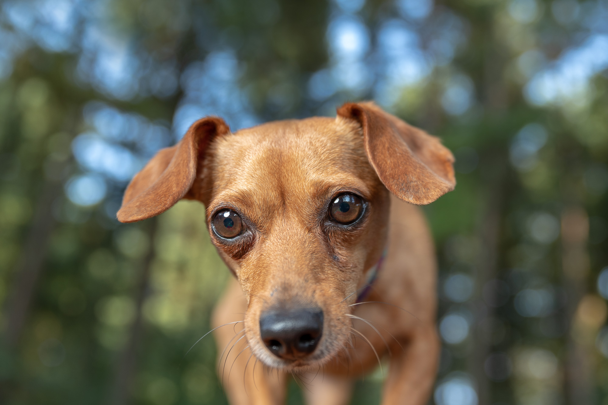A Happy Dachshund Mix at Shadow Dog Photography