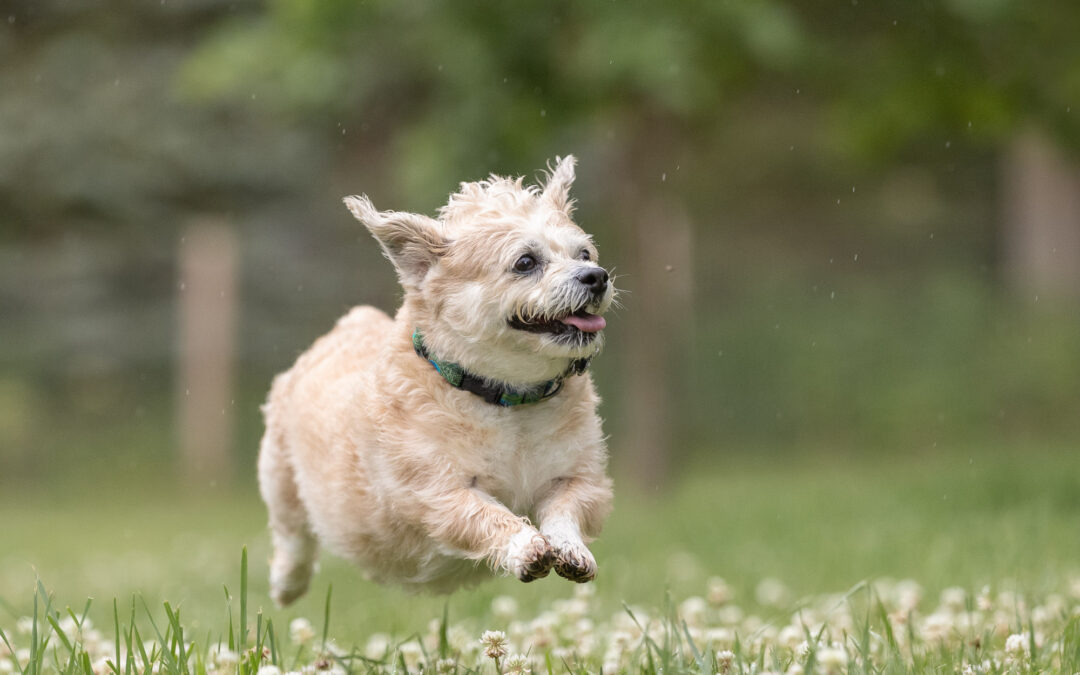 Life Lessons from Dogs: 10 Ways to Live Happier