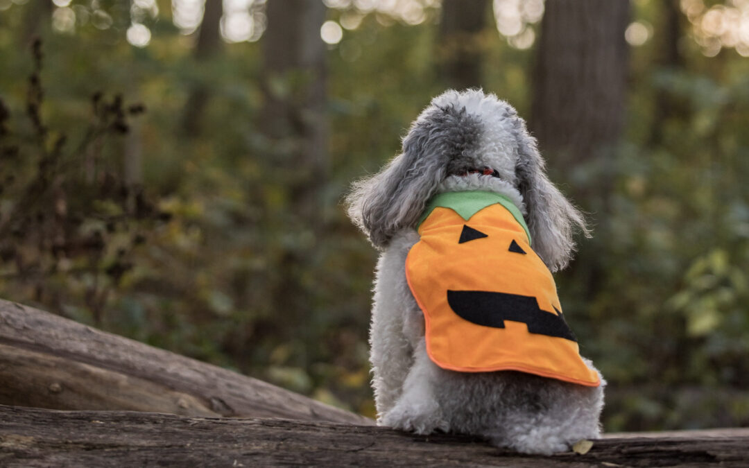 10 Fun Halloween Activities to Do With Your Dog