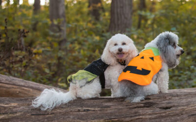 Keeping Your Dog Safe on Halloween