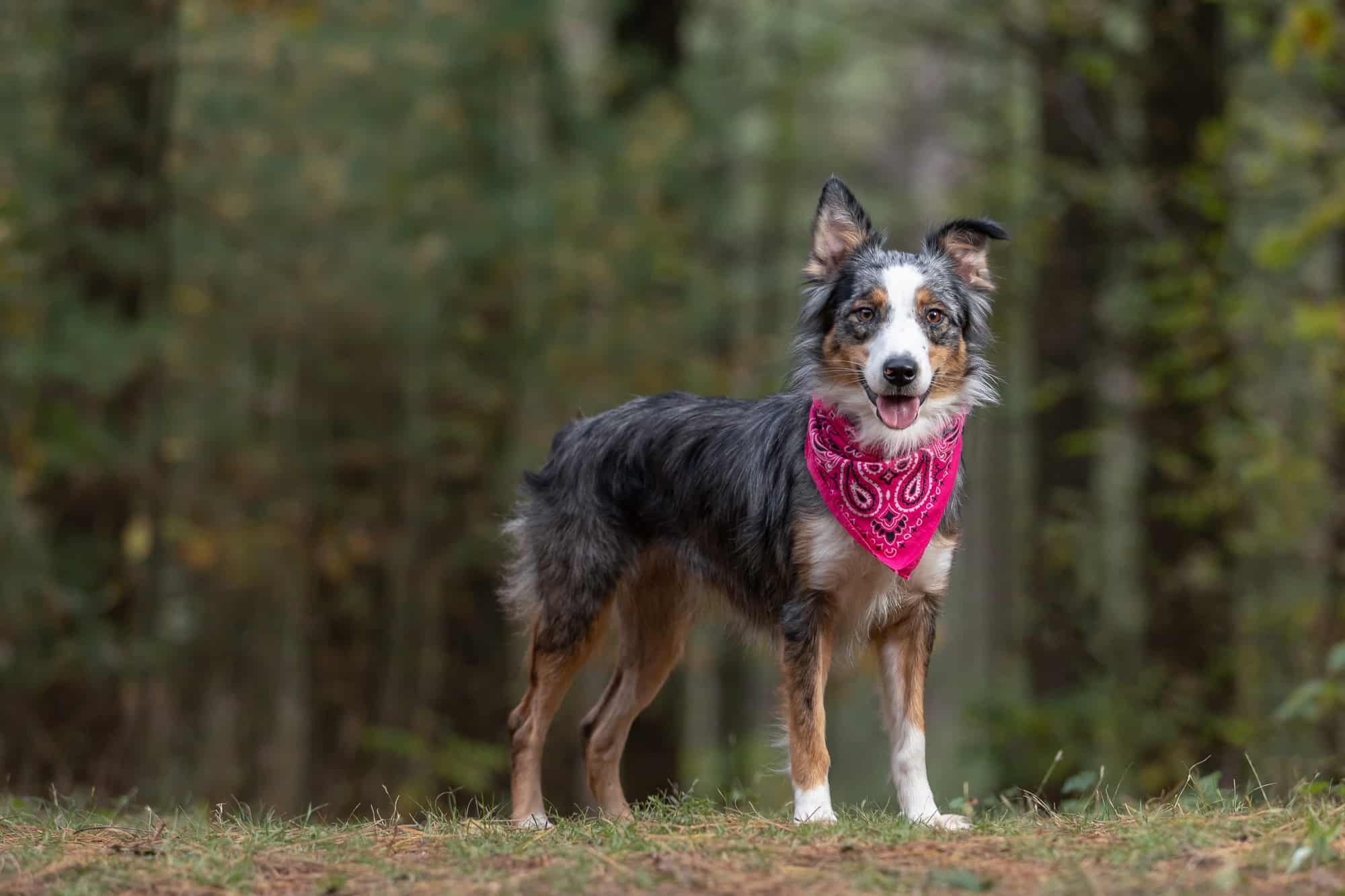 Border Collie at Shadow Dog Photography in Whitewater Wisconsin