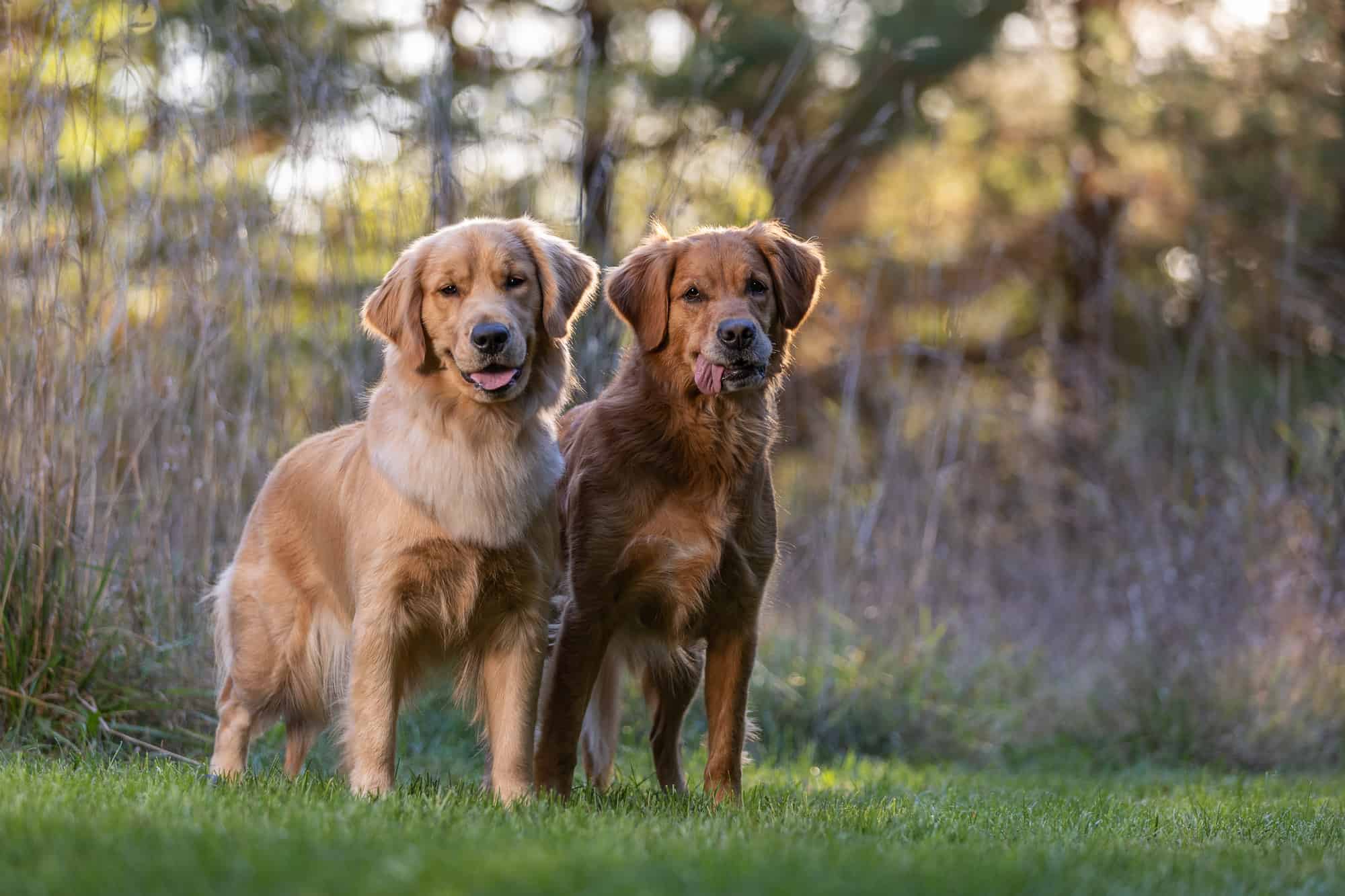 Golden Retriever Dog Breed at Shadow Dog Photography