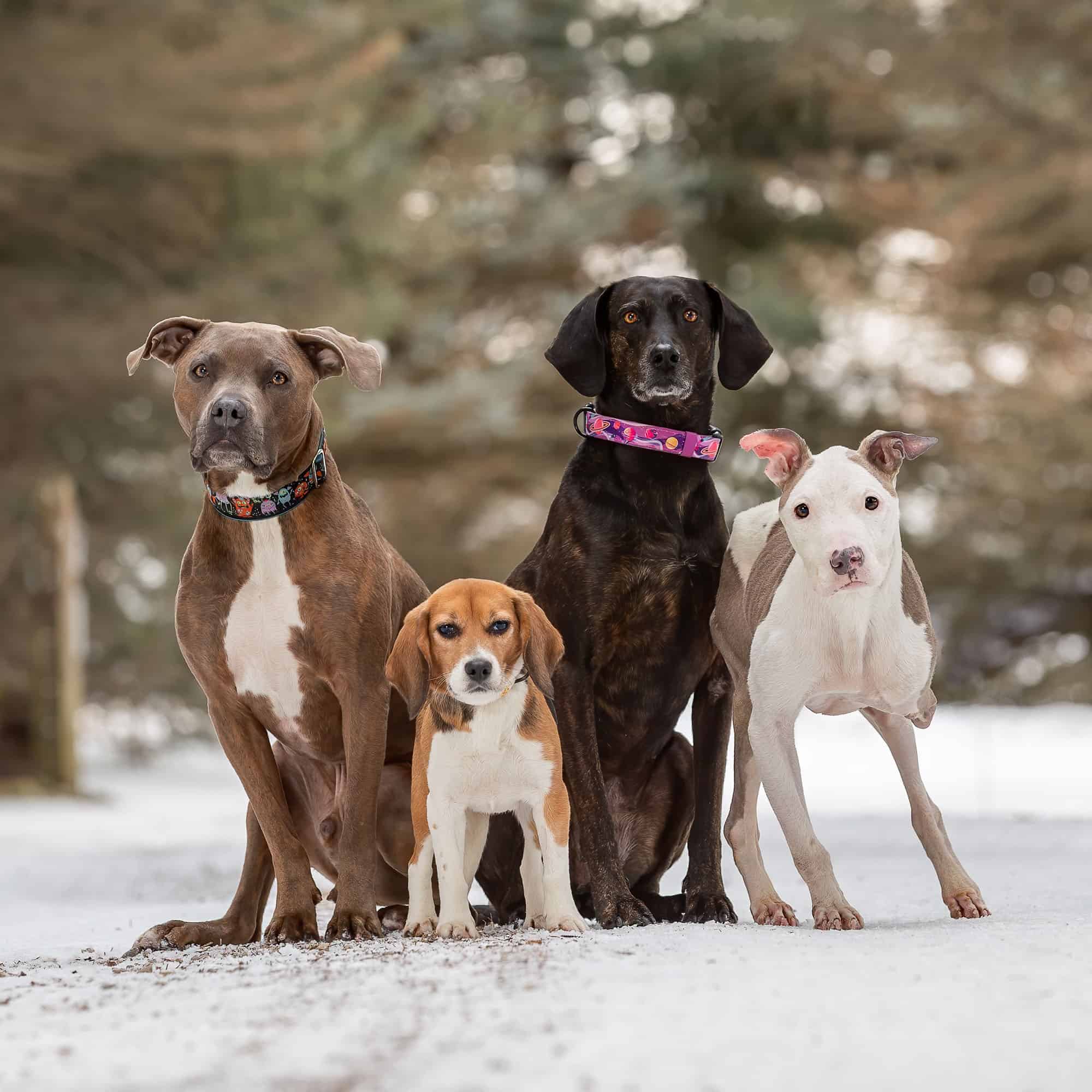 family of four dogs in snow shadow dog photography