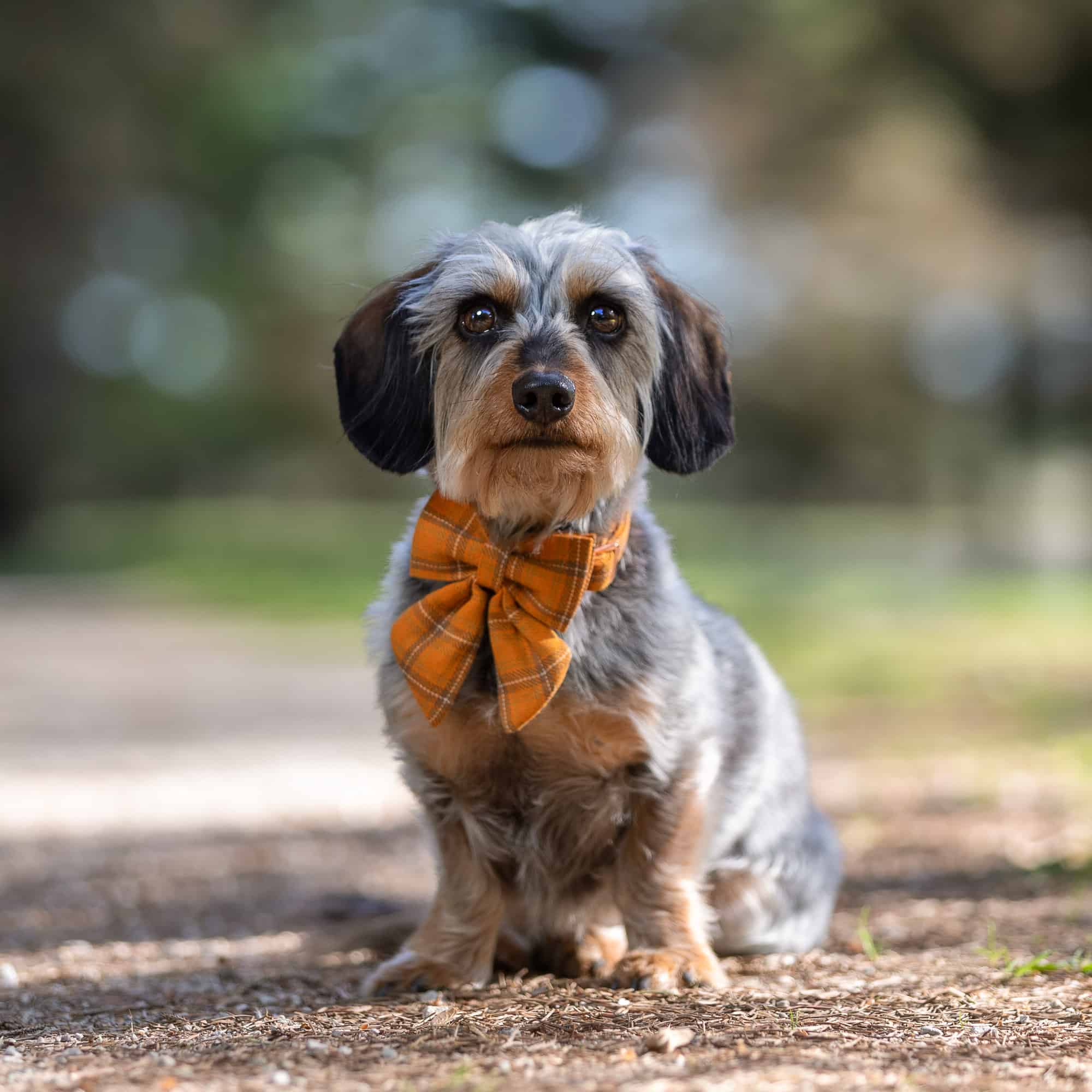 small dog with bow shadow dog photography