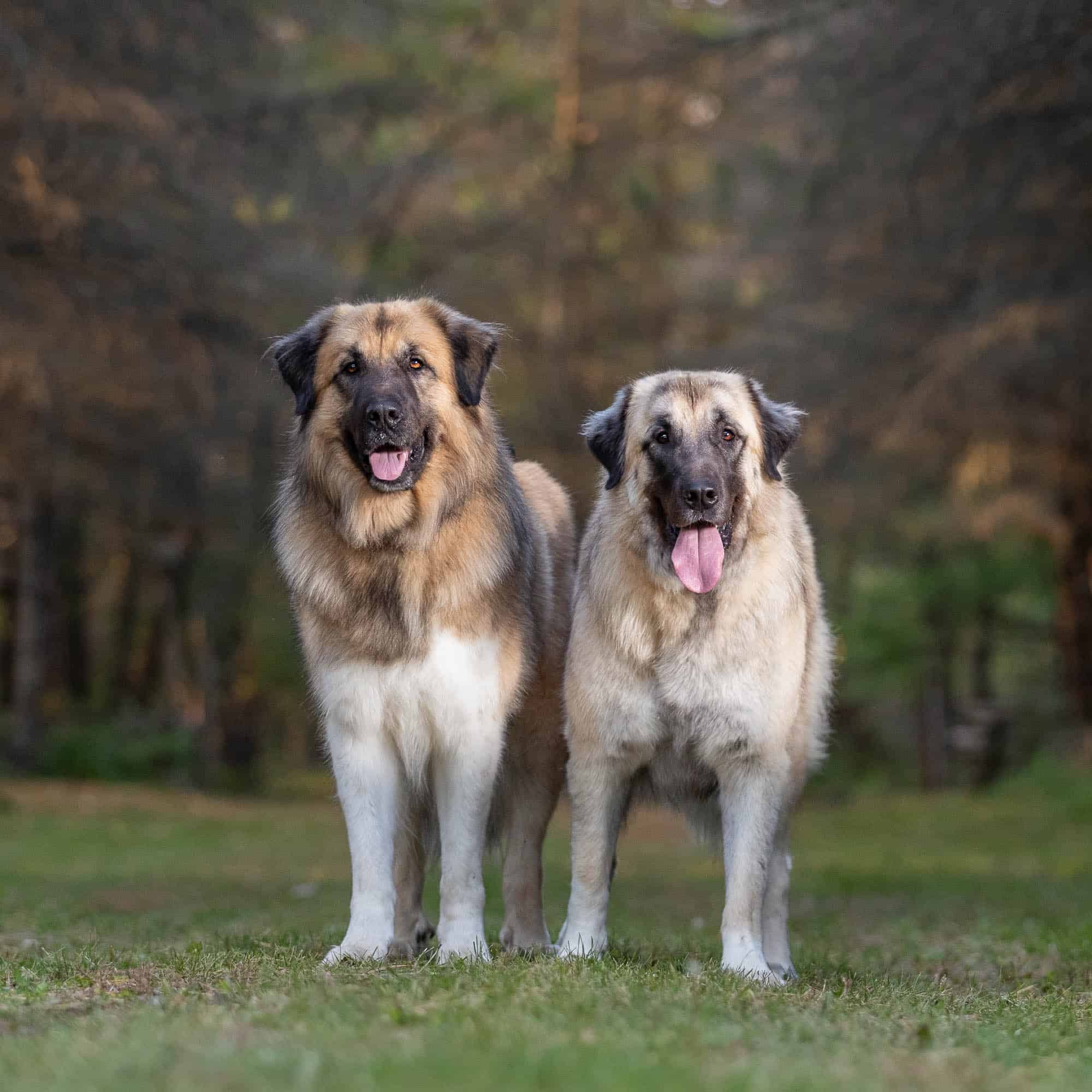 two big dogs in grass shadow dog photography