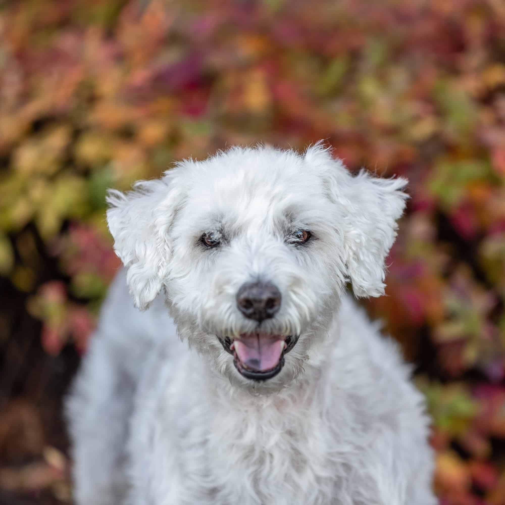 small white dog with fall leaves shadow dog photography