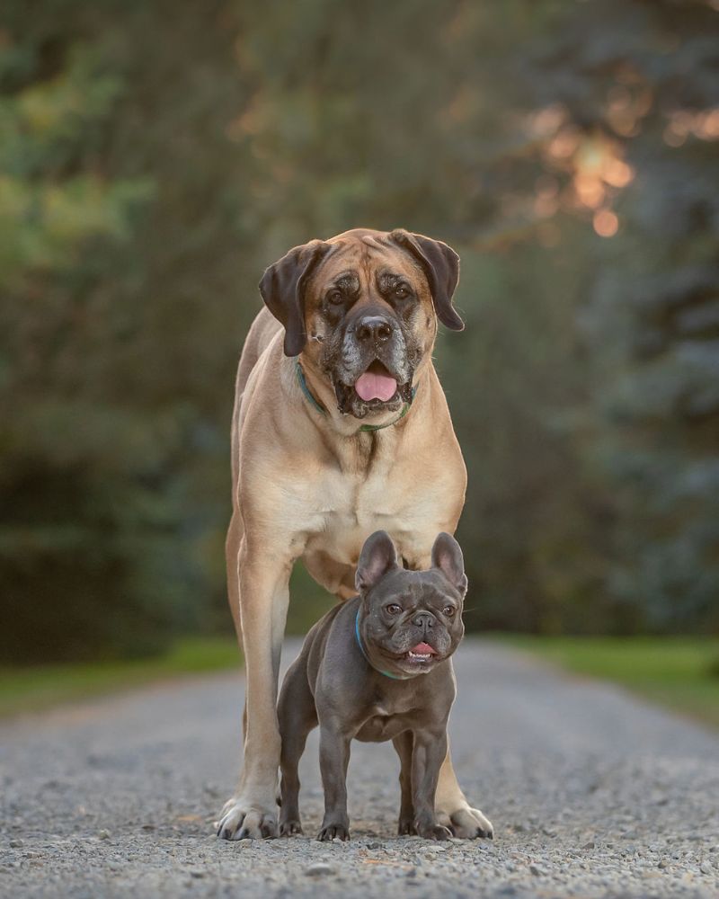 two dogs standing together dog photography