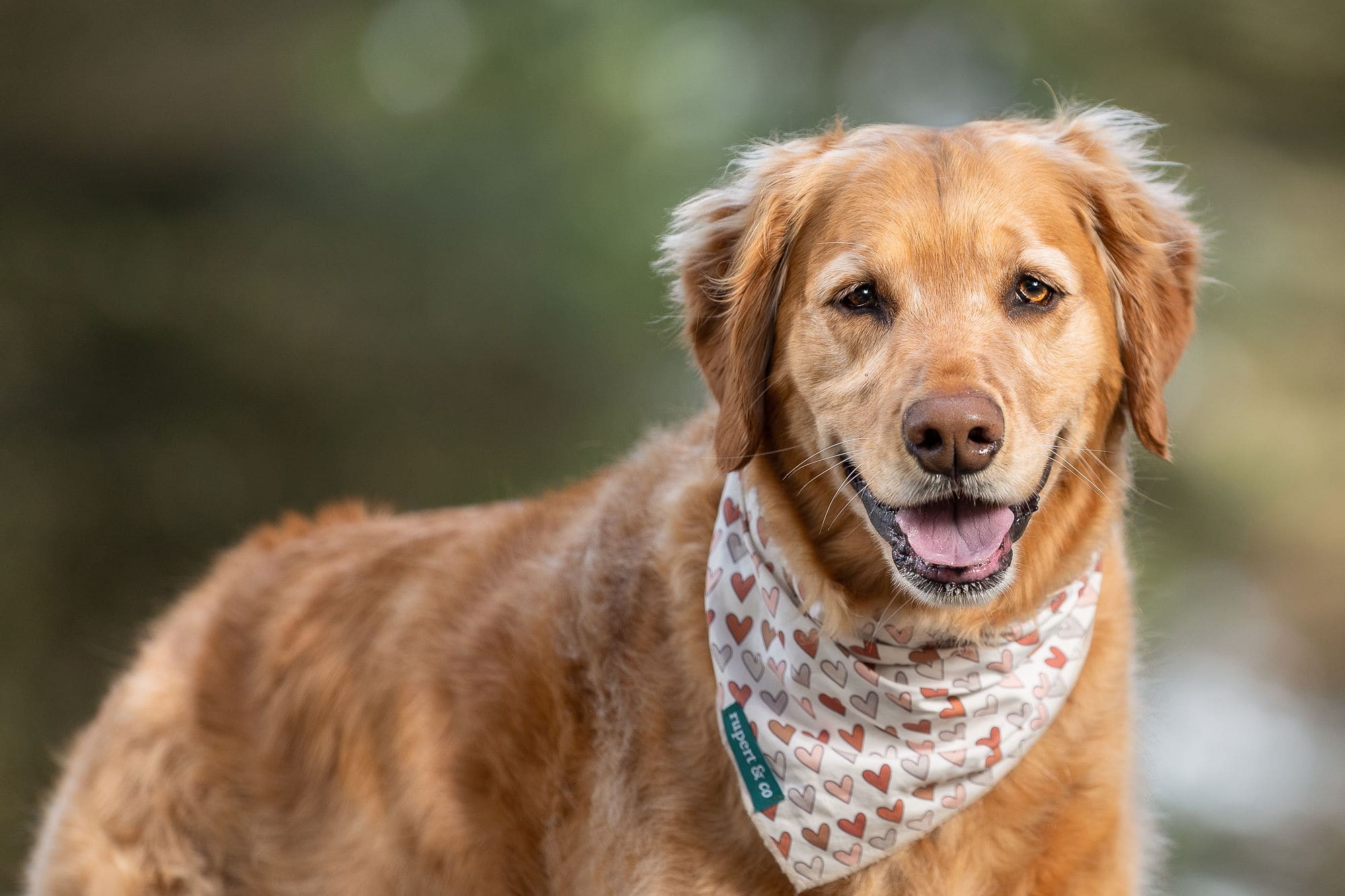 horizontal golden retriever shadow dog photography