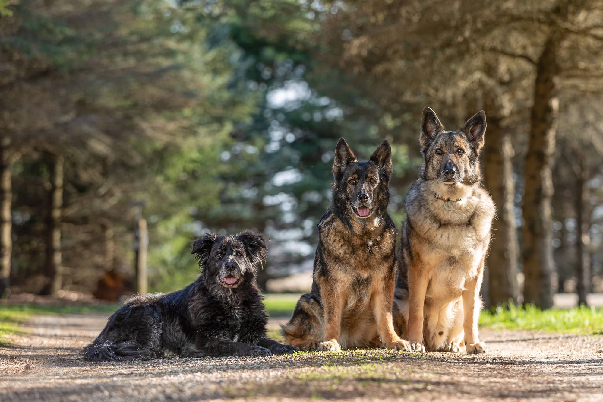 3 dogs together Shadow Dog Photography