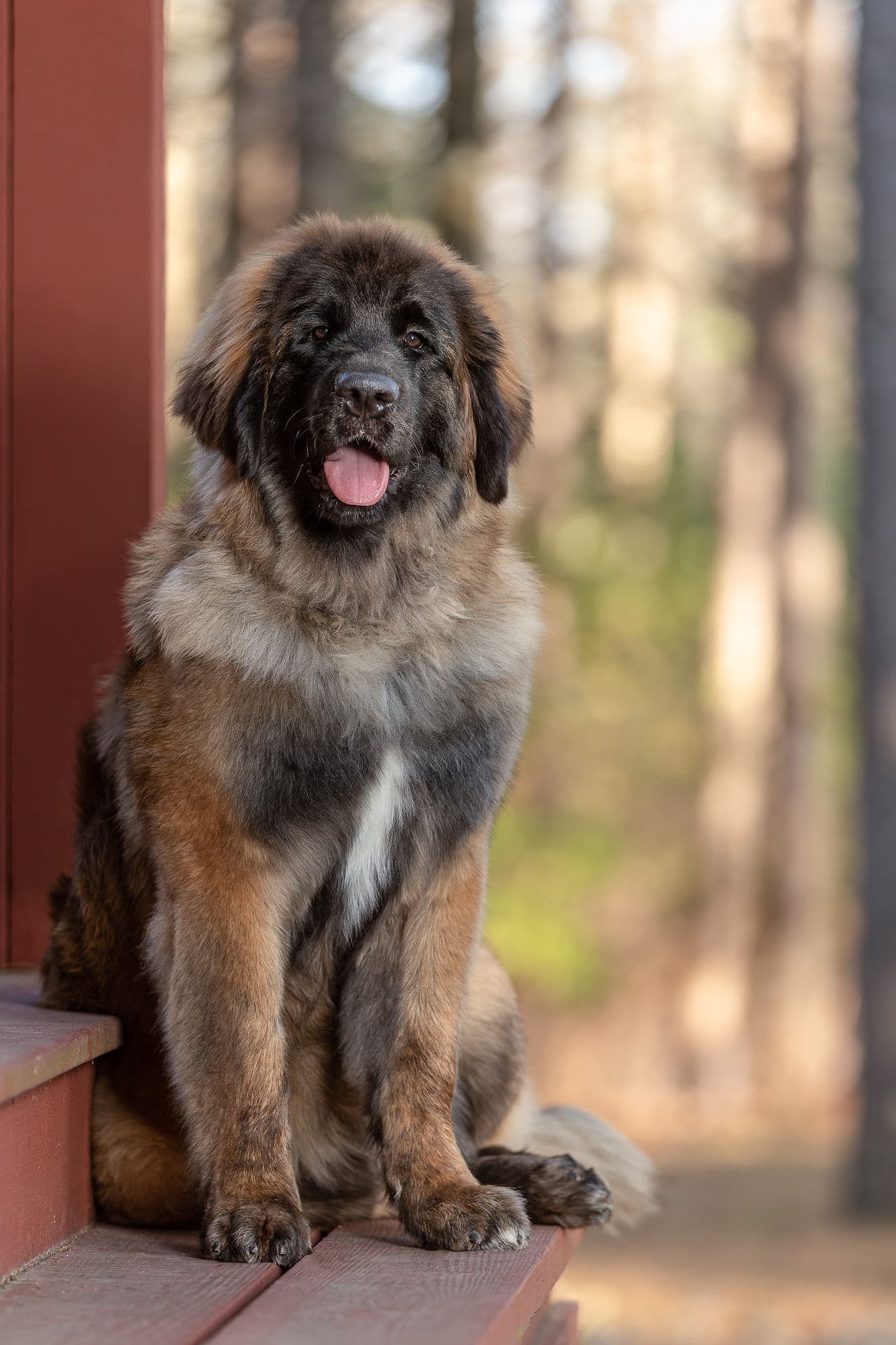 dog on porch shadow dog photography