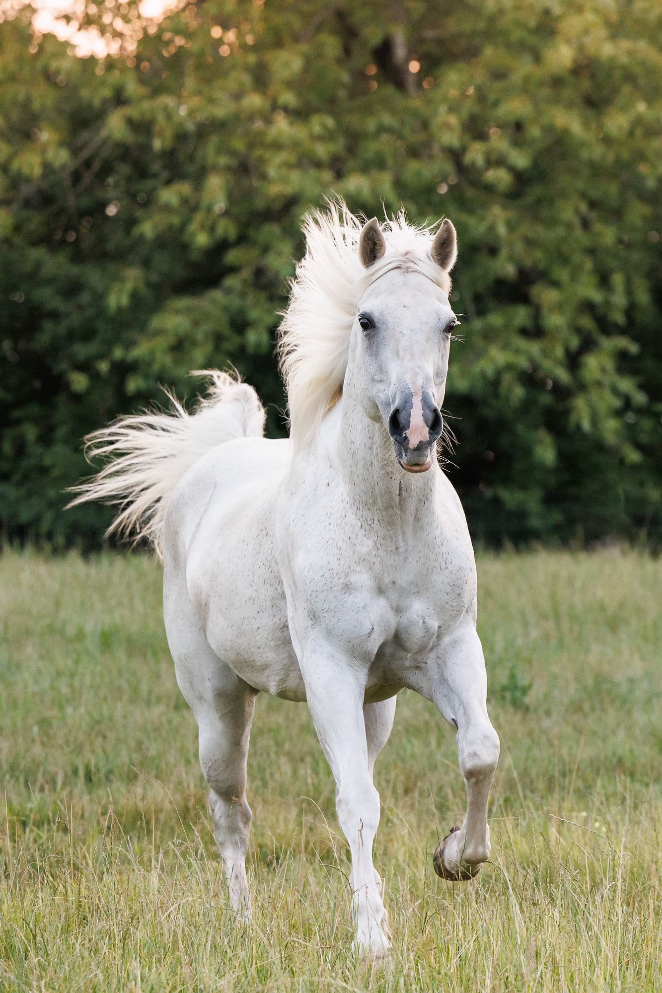 white horse running shadow dog photography