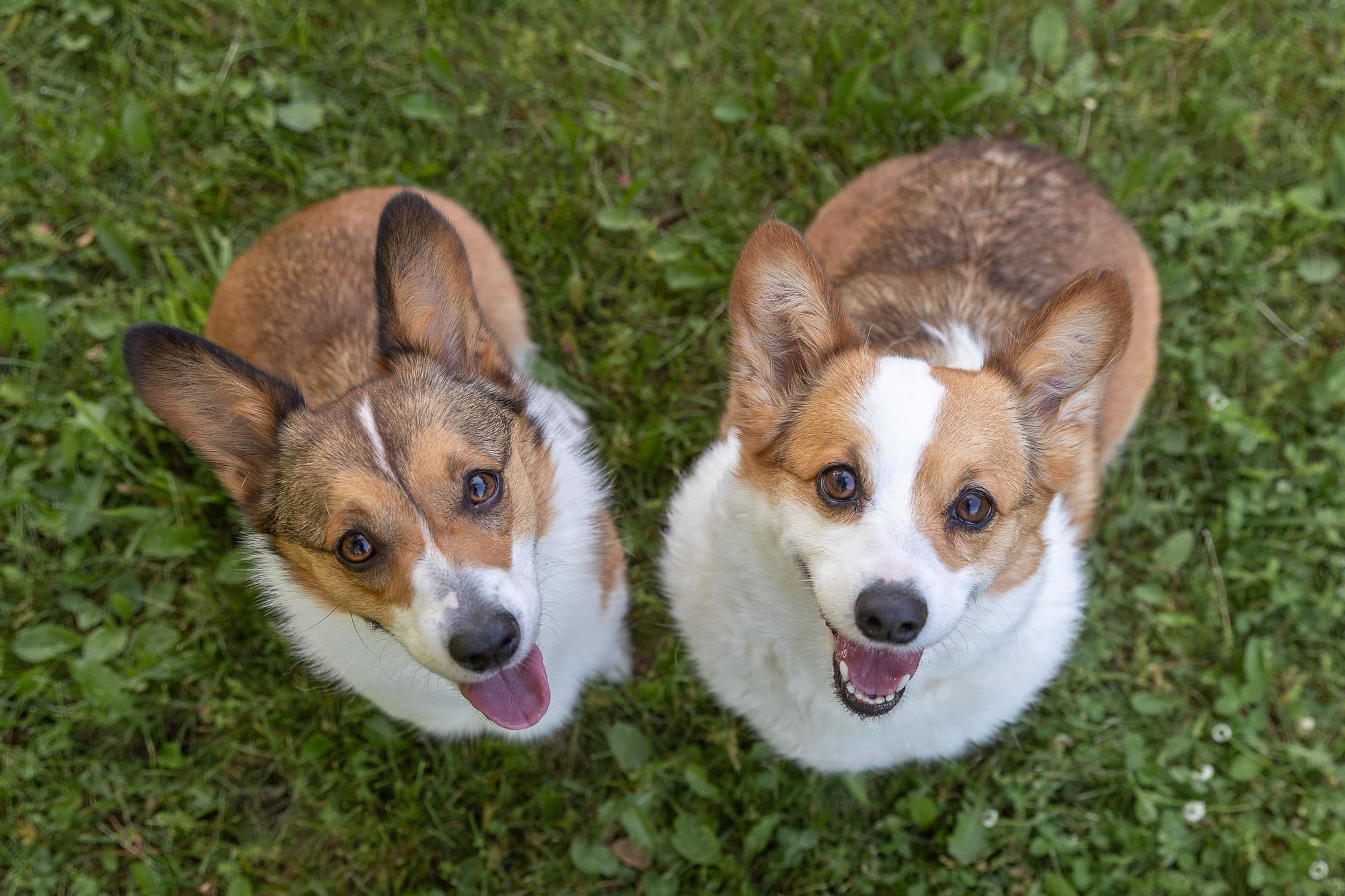 two corgis smiling at camera