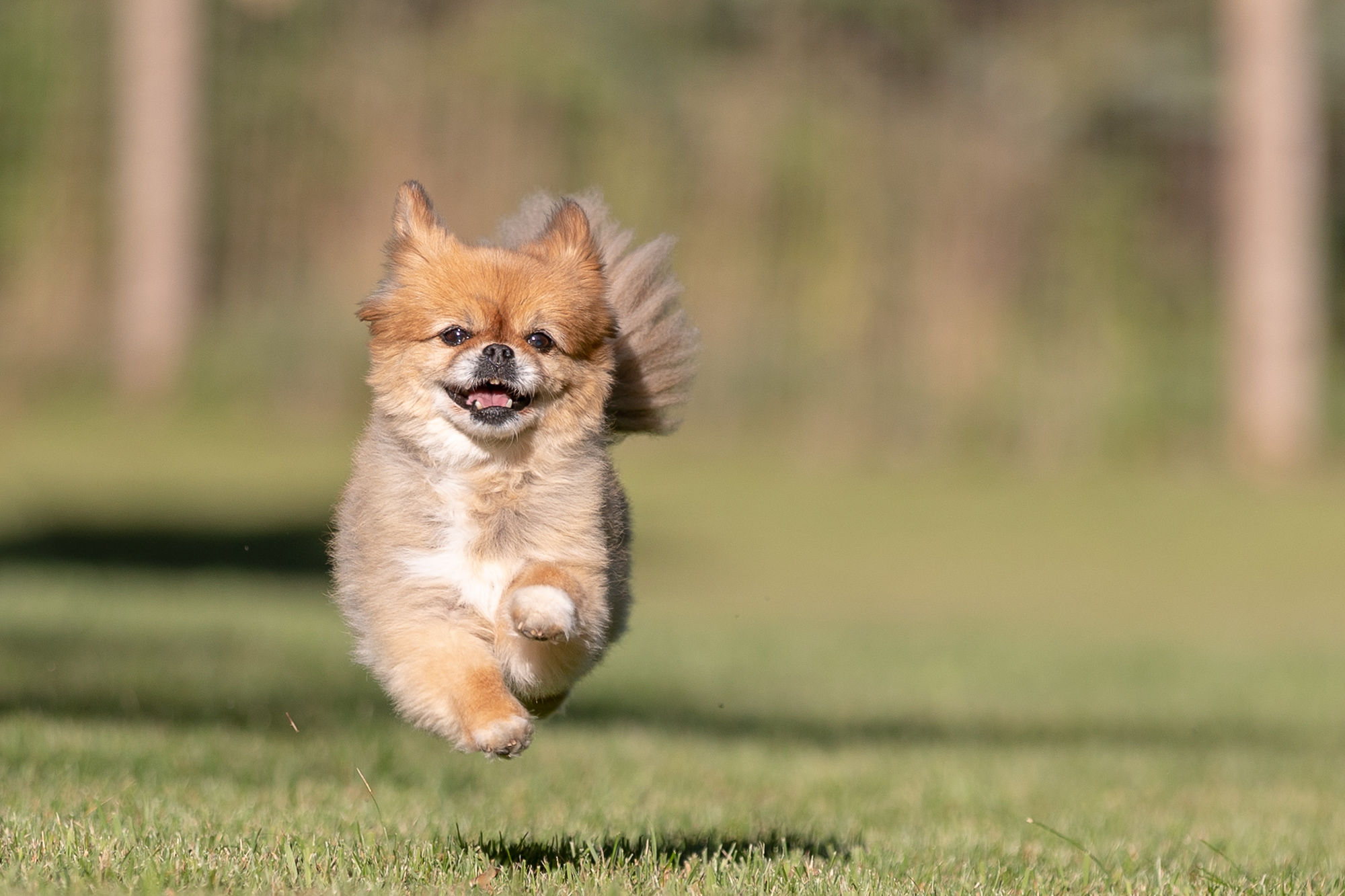 little dog running shadow dog photography