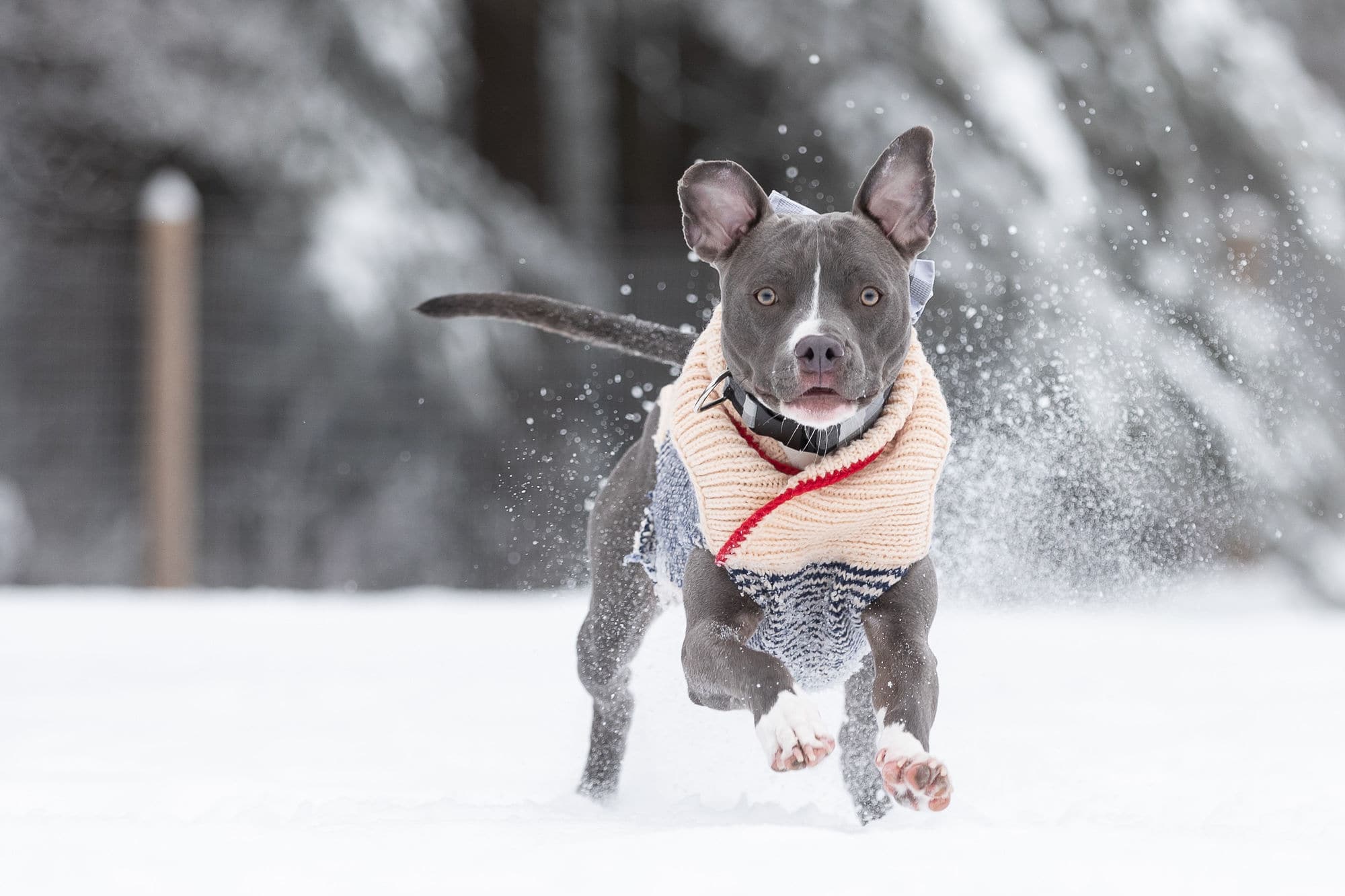 pit bull in snow