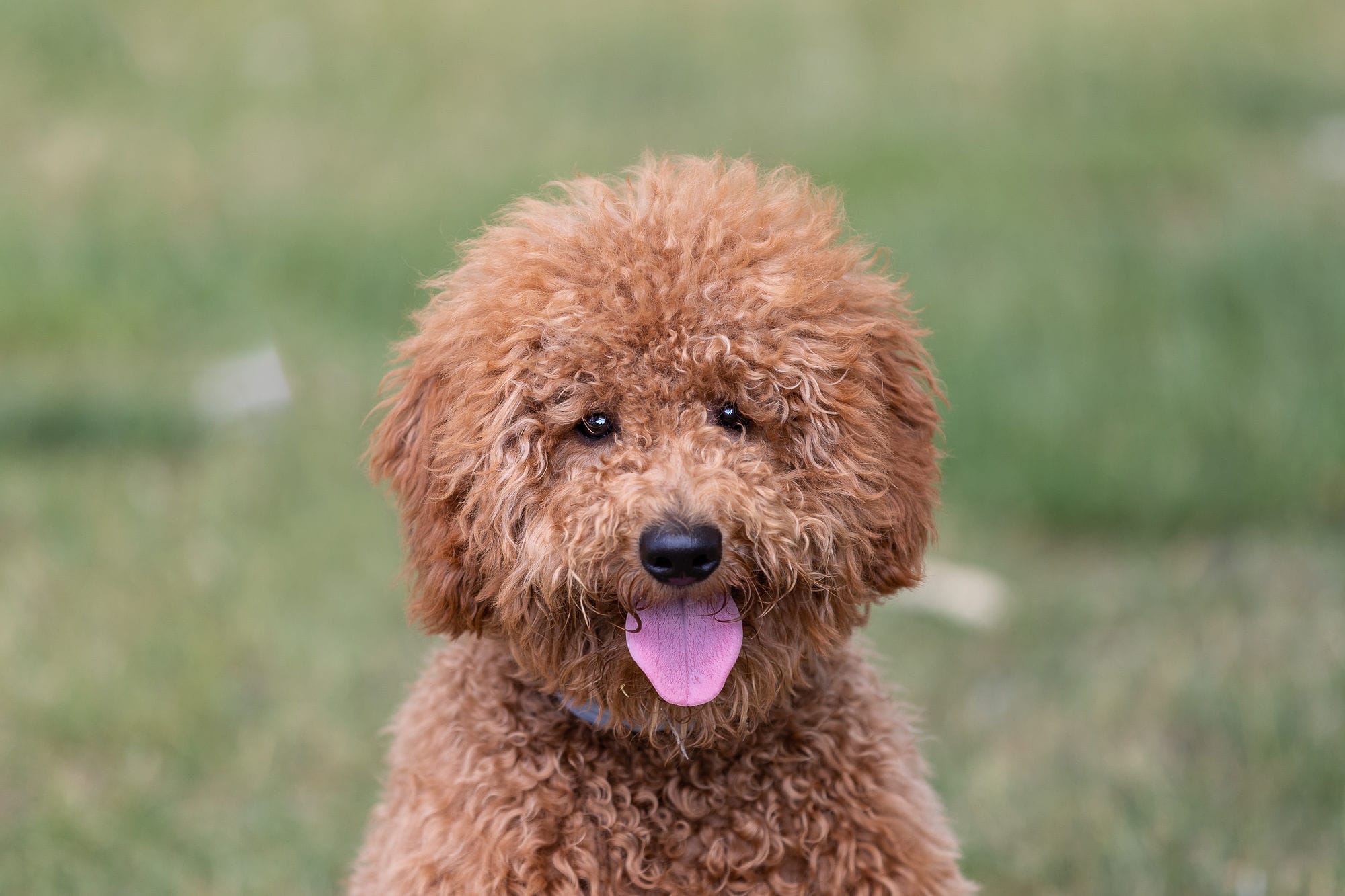 reddish brown dog smiling at camera shadow dog photography