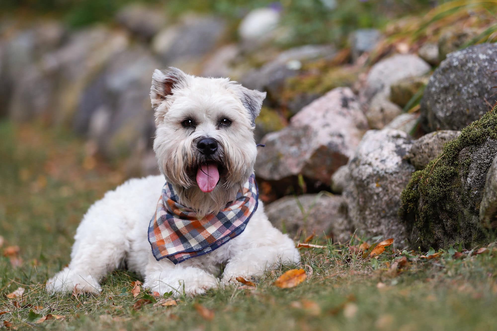 small white dog by rocks