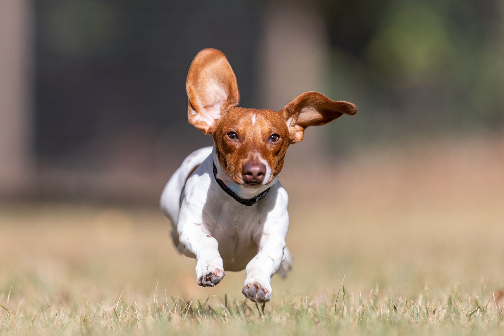 small dog with ears flopping