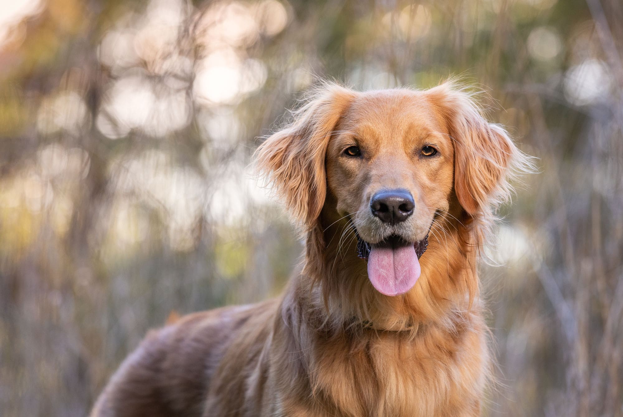 golde retriever at camera shadow dog photography