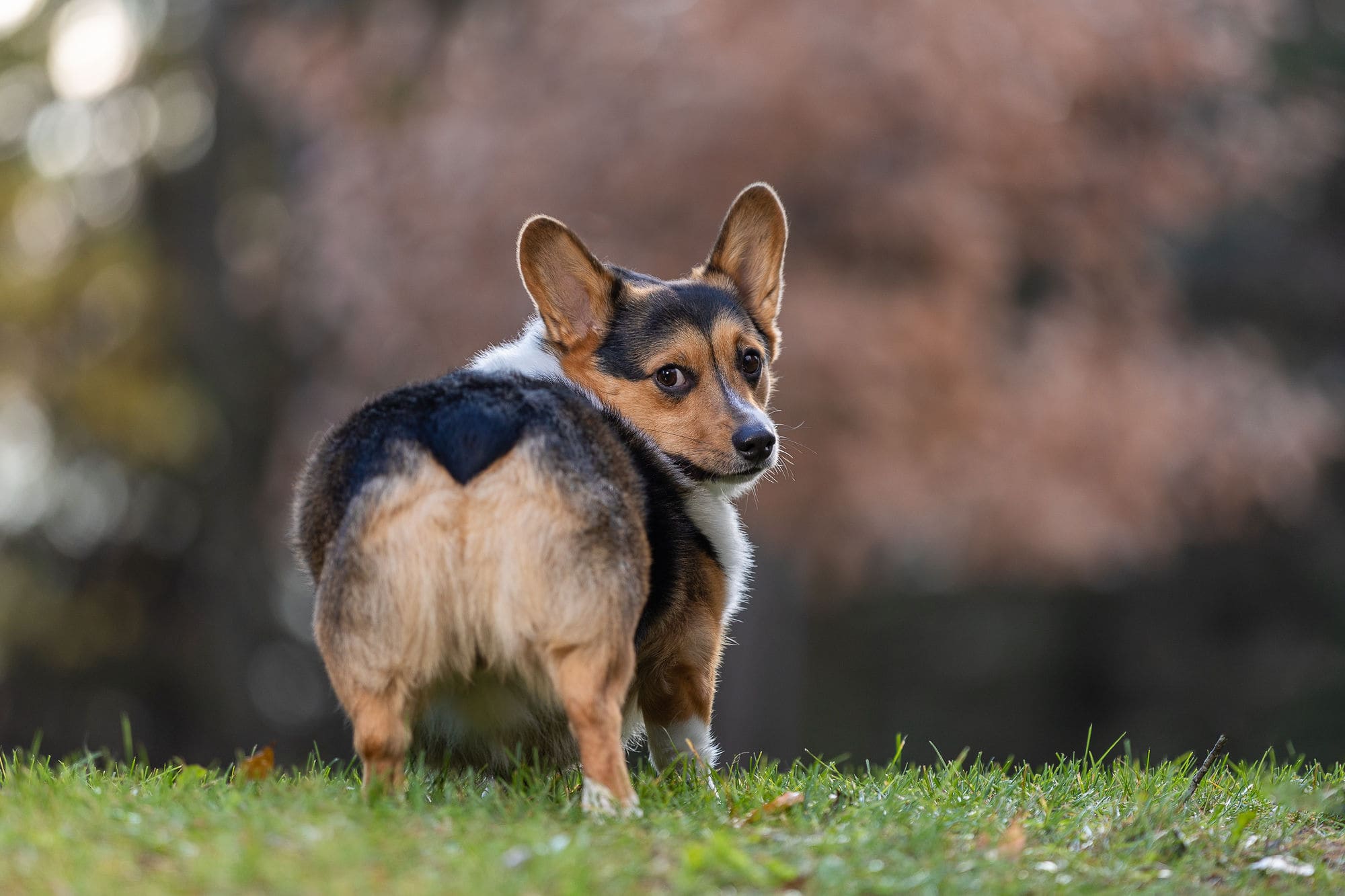 dog backend