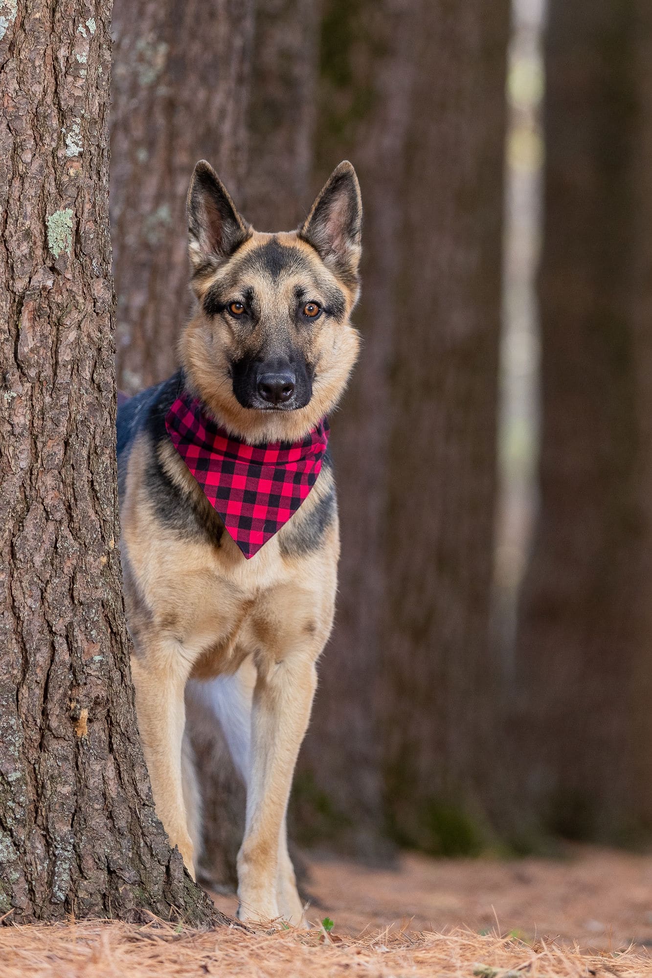 german shepherd standing at tree with scarf shadow dog photography