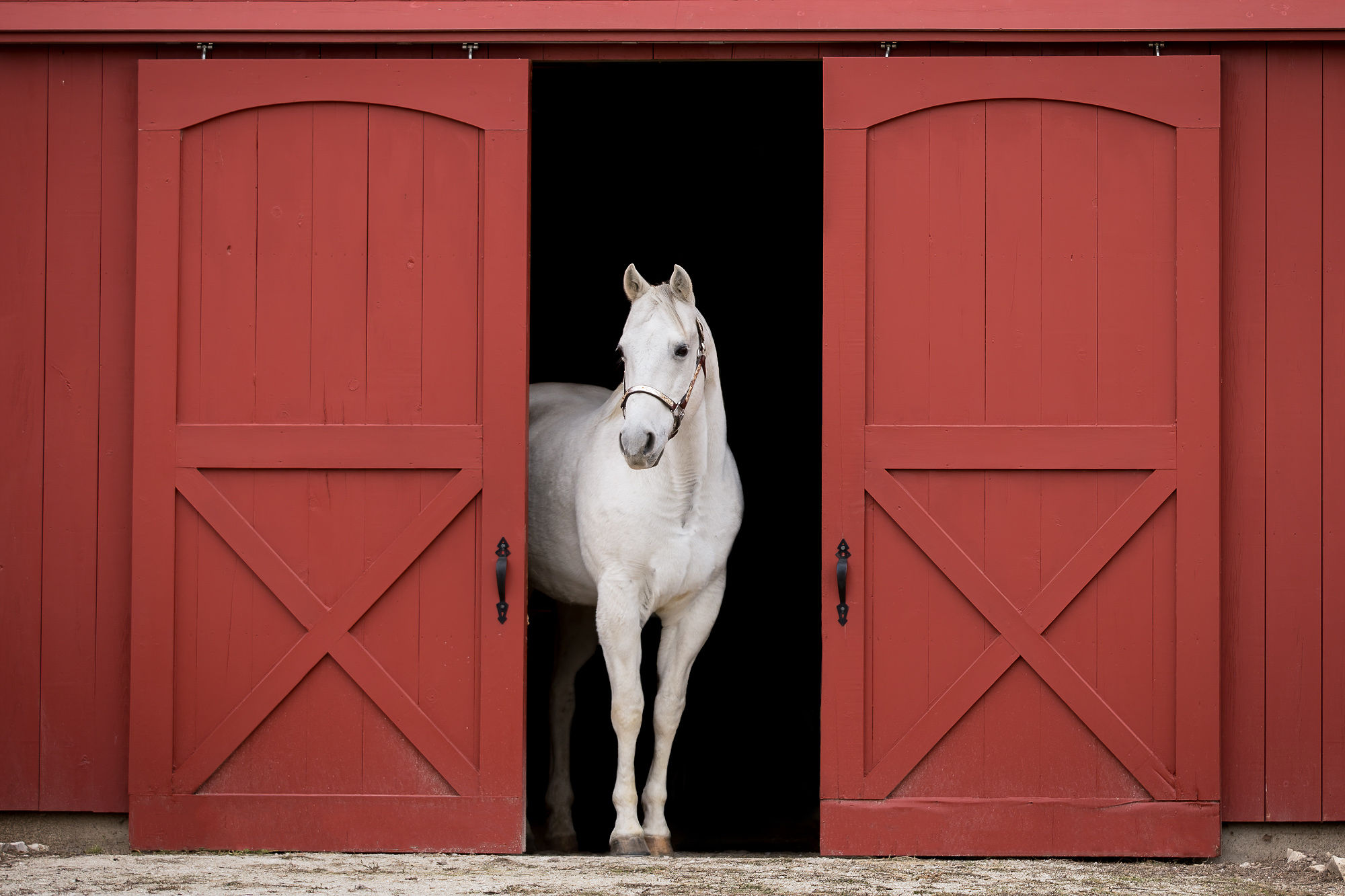 red barn doors with white horse shadow dog equine photography