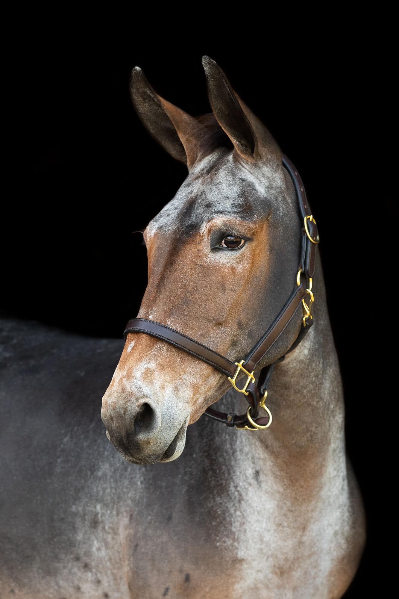 mule on black background shadow dog equine photography