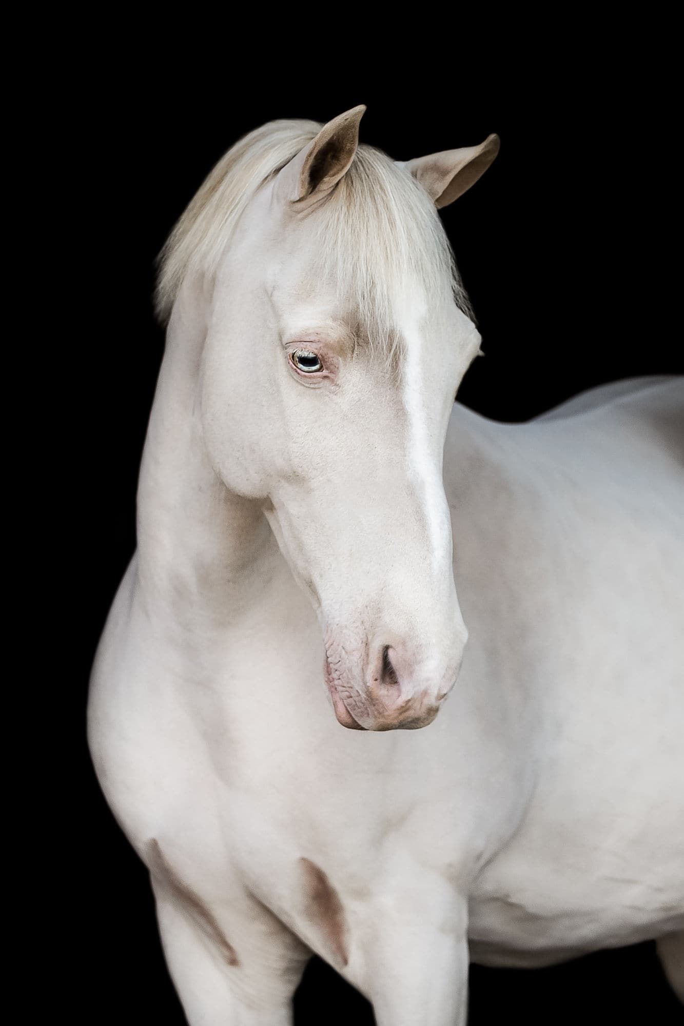 cremello horse black background shadow dog equine photography