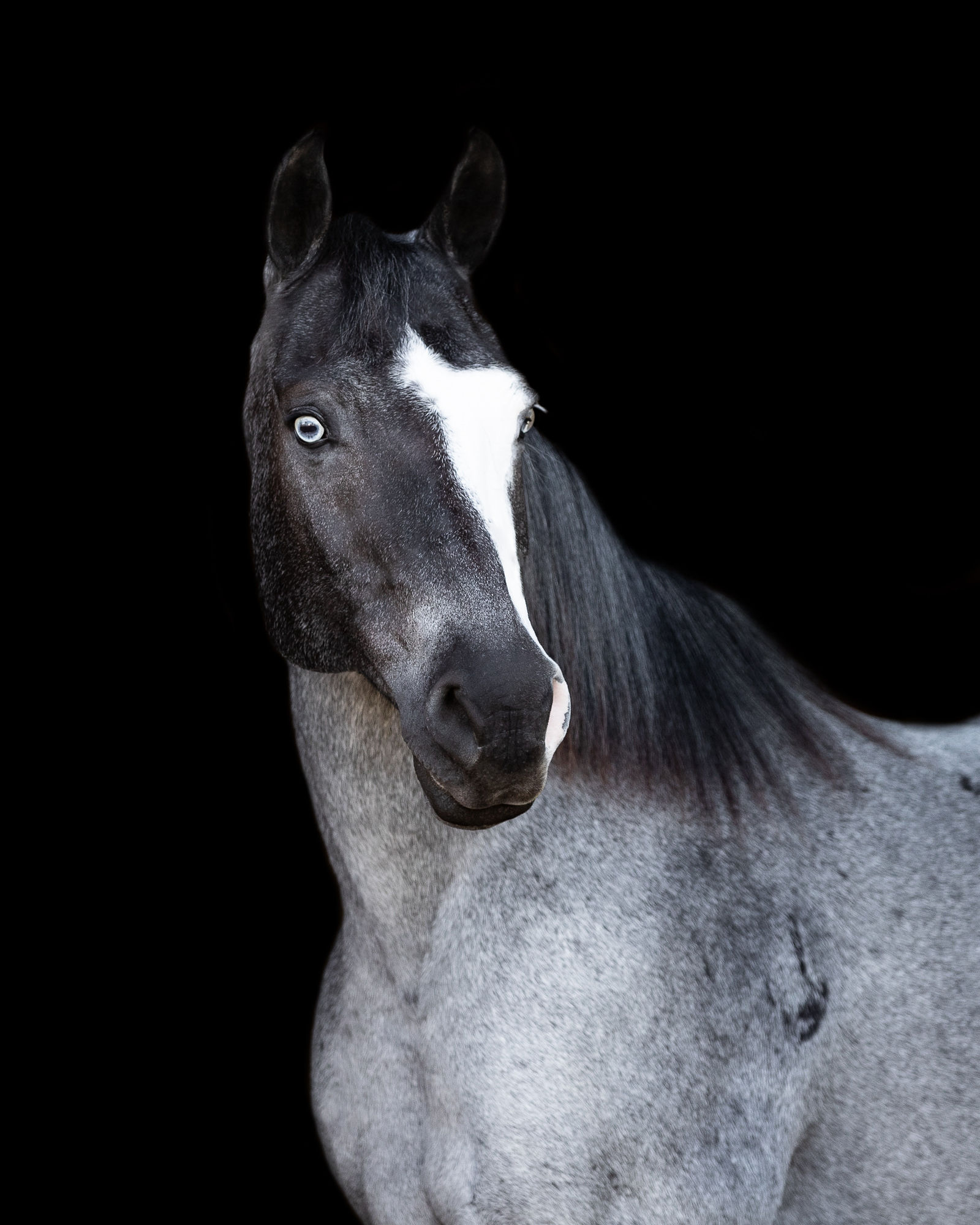 blue roan horse shadow dog equine photography