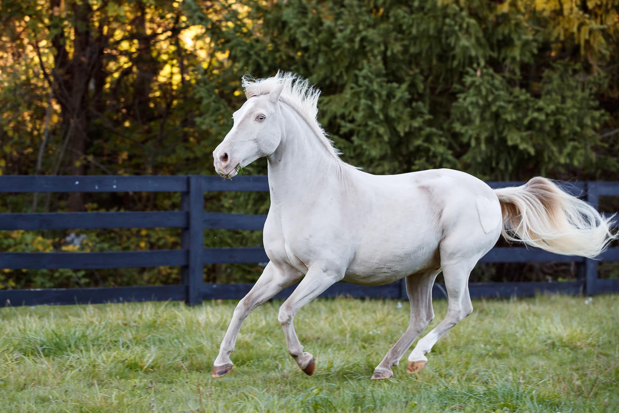 horse running shadow dog equine photography