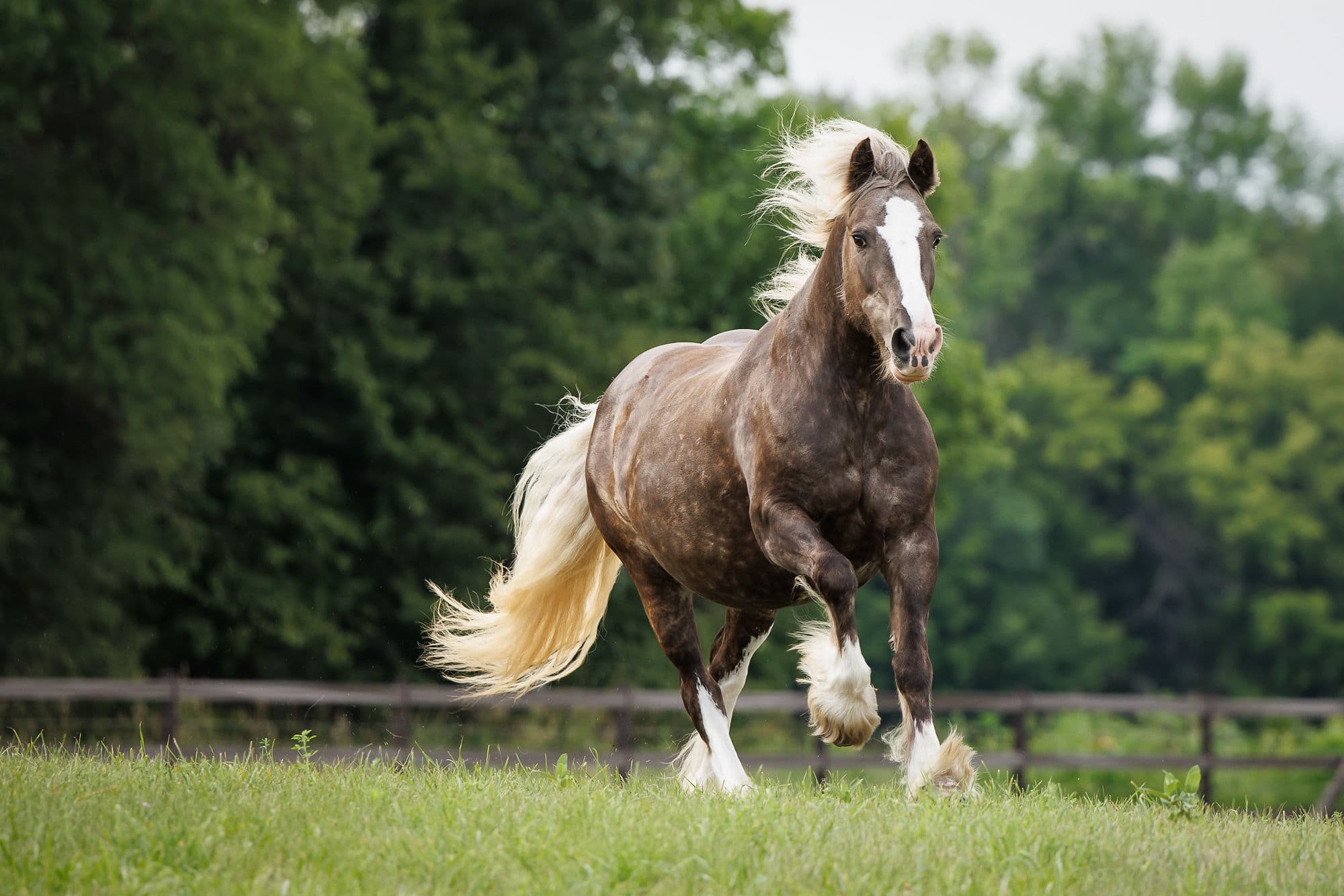 horse running shadow dog equine photography