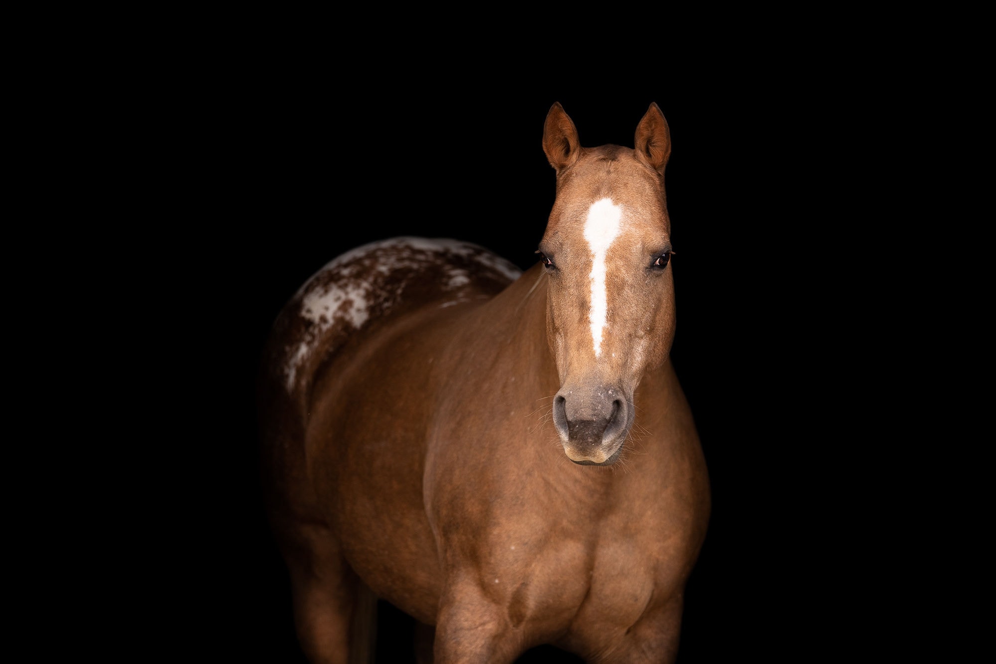 appaloosa horse on black background shadow dog photography