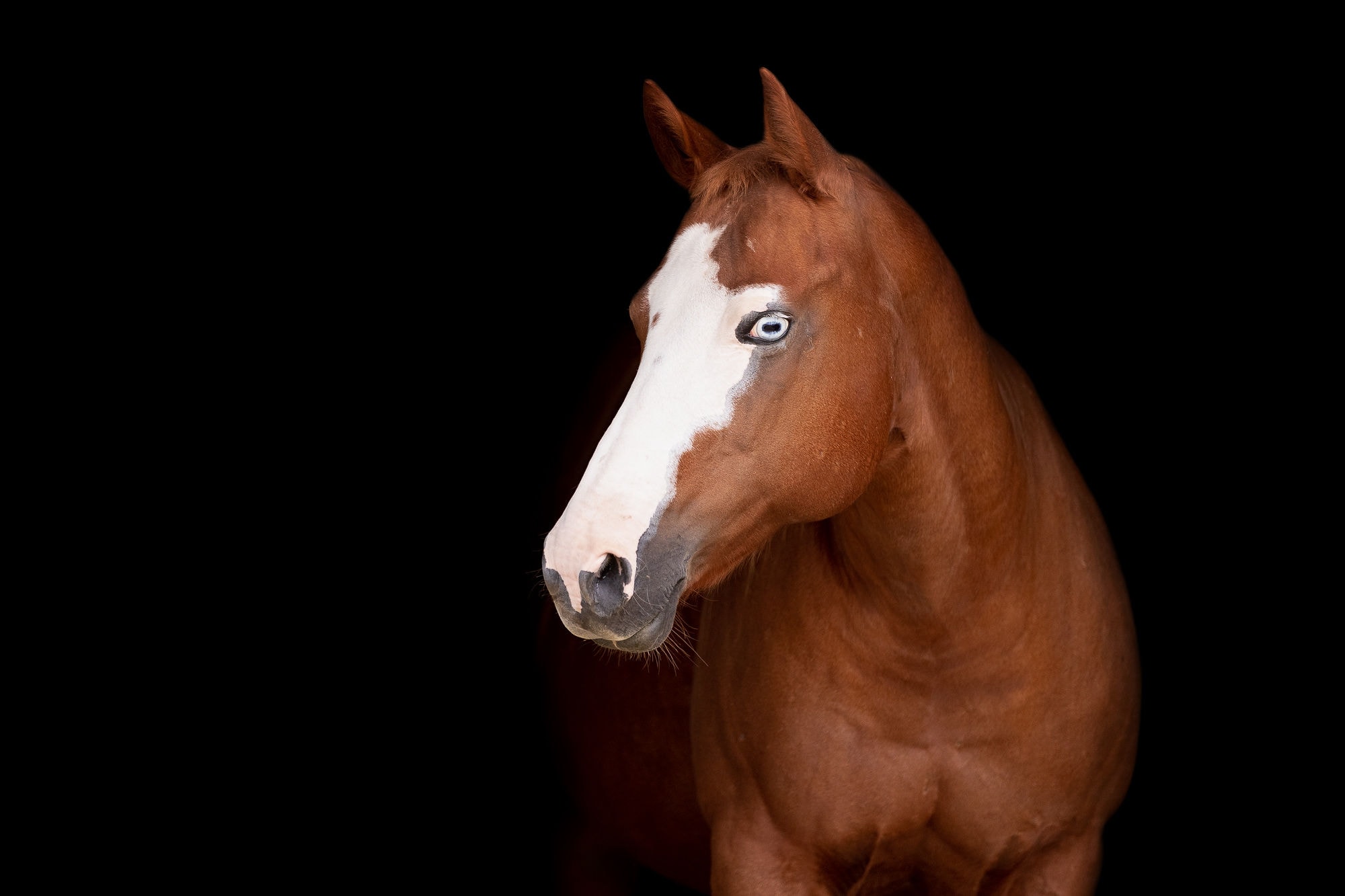 chestnut horse black background shadow dog equine photography