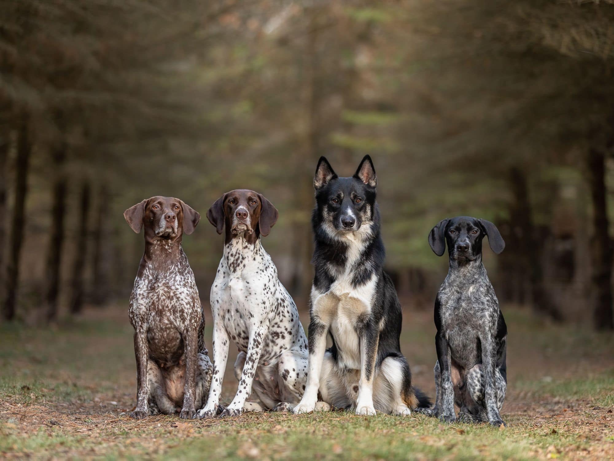 four dogs sitting in woods wisconsin dog photographer