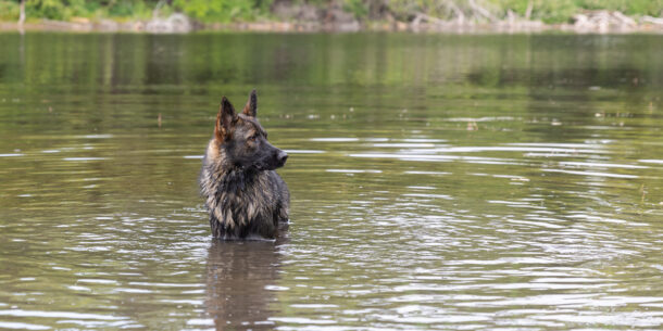 German Shepherd standing in a lake near Whitewater Wisconsin