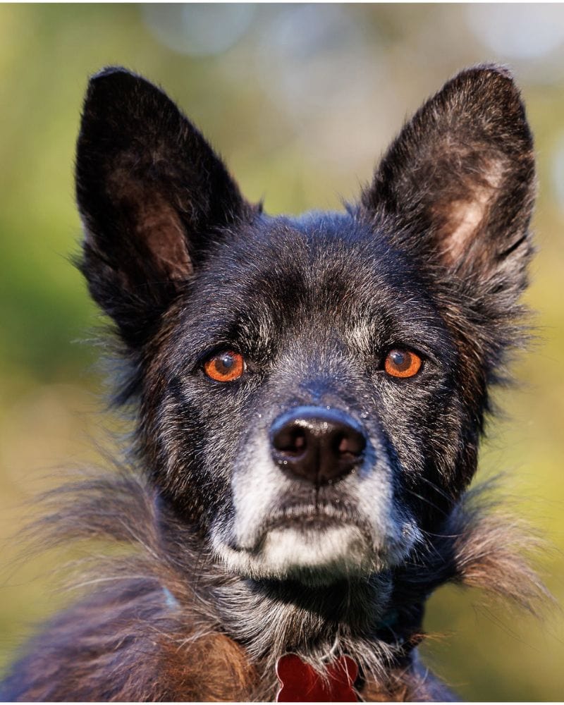 small black dog looking at camera for alberts dog lounge shadow dog photography