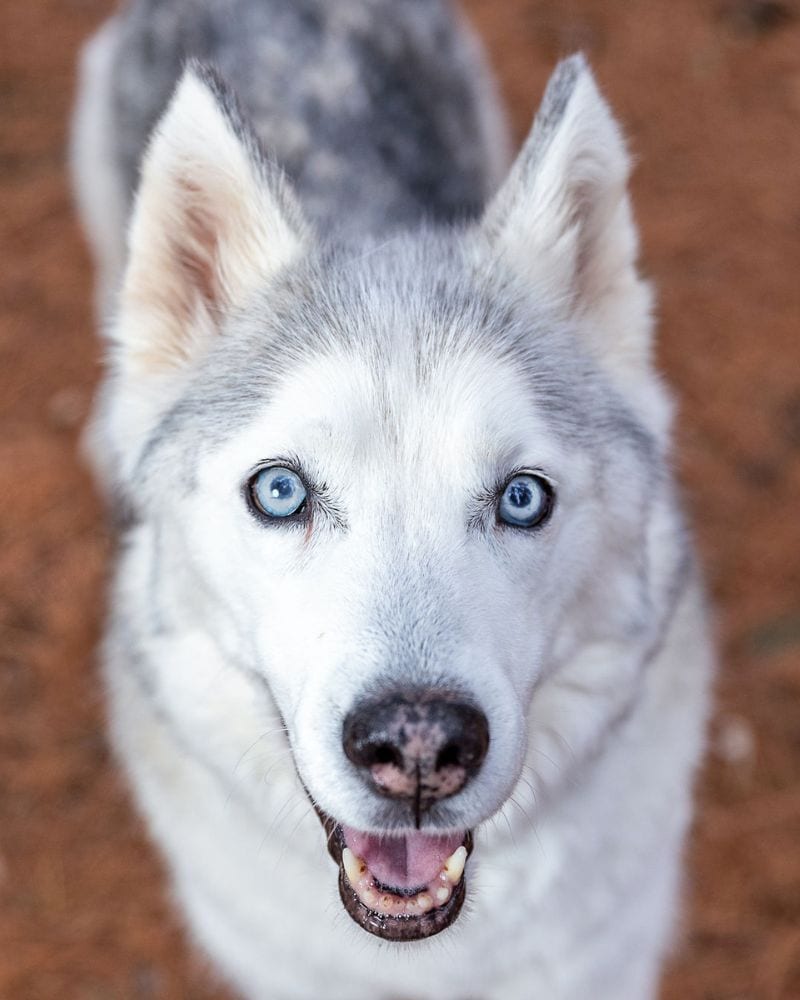 white eskimo for Alberts dog lounge