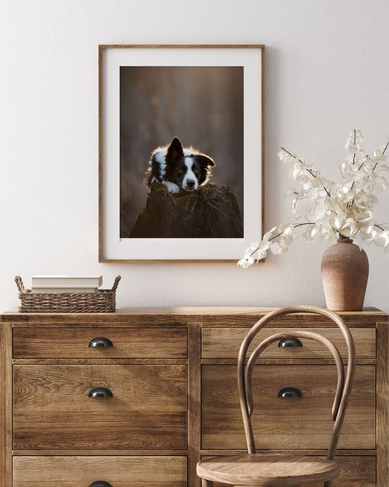 black and white dog withe ear up framed shadow dog photography