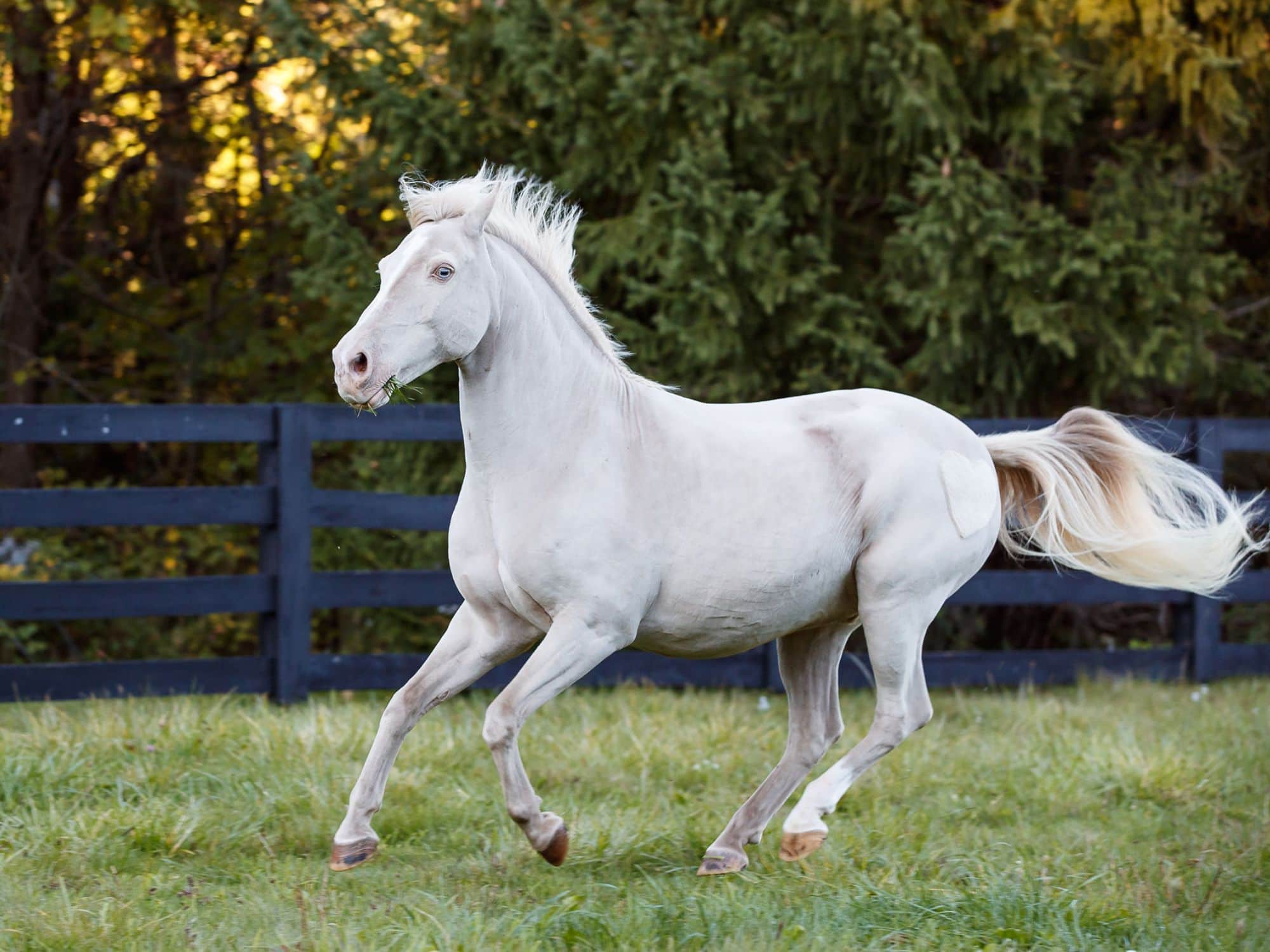 cremello horse with grass in mouth shadow dog photography