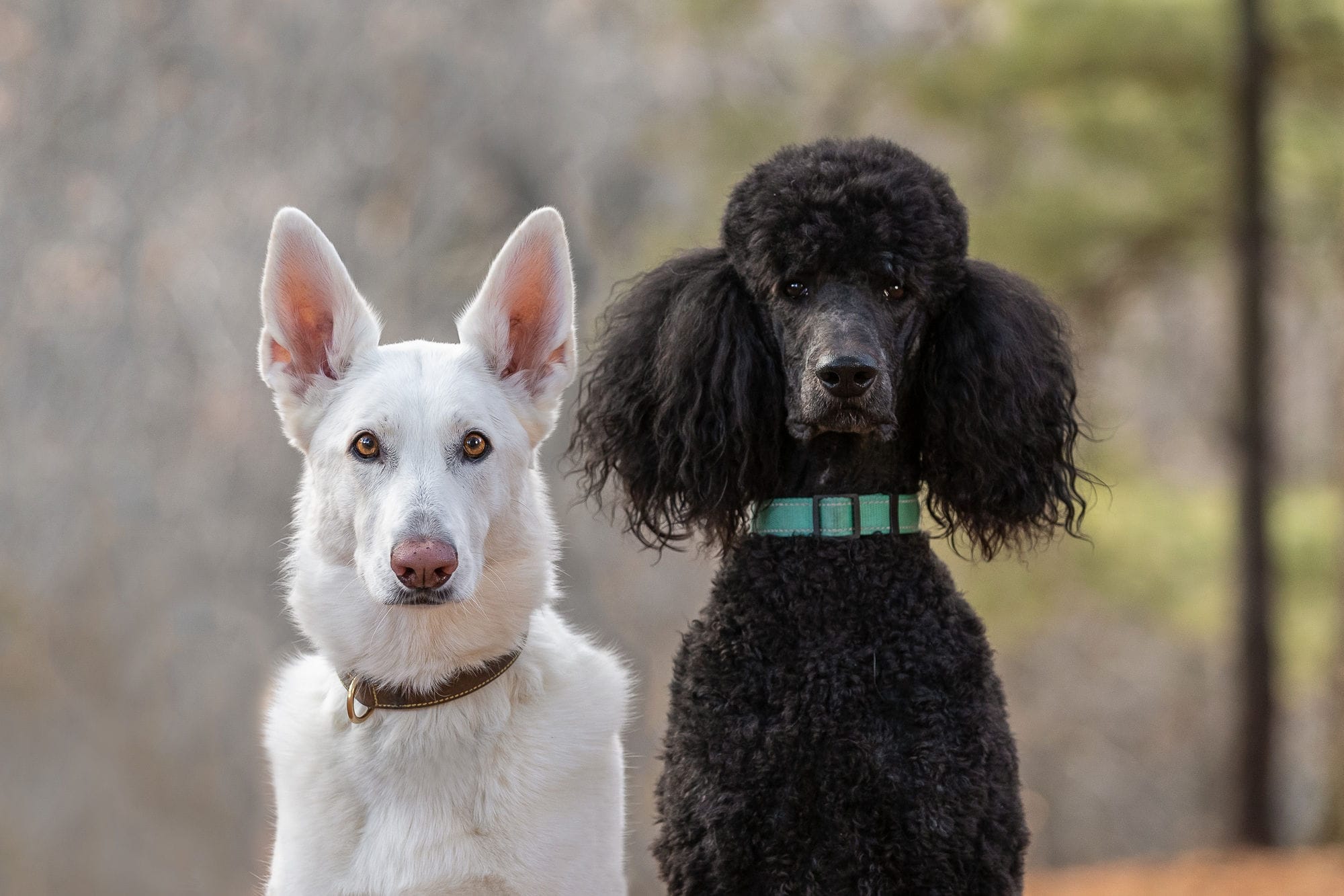 white german shepherd with black pood shadow dog photography