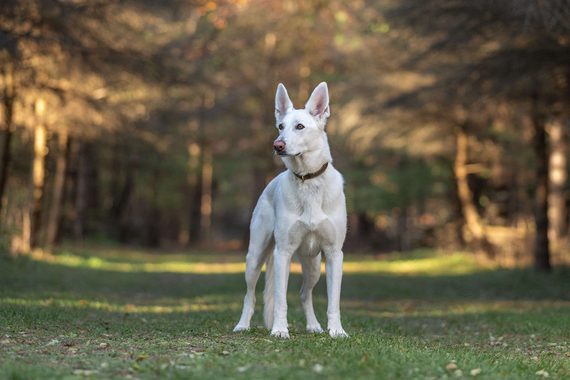 white german shepherd with trees in background shadow dog photography