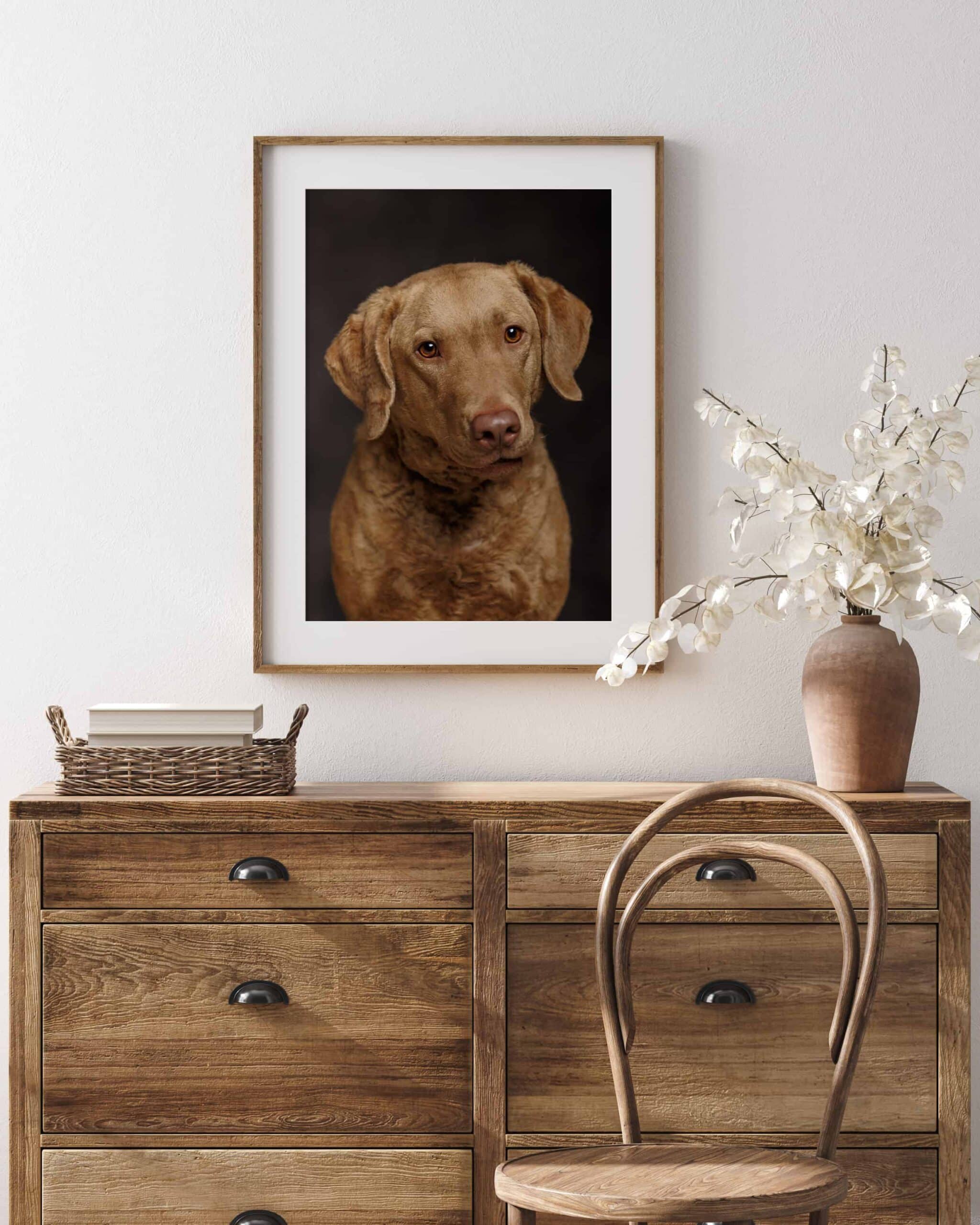 Brown dog in a framed print by Shadow Dog Photography